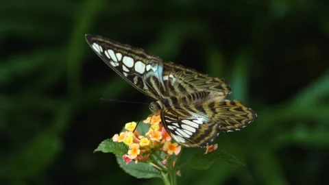 Close up of a clipper butterfly Stock Footage 309204512