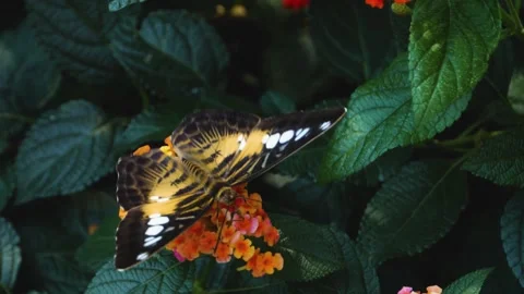 Close up of a clipper butterfly Stock Footage 309204853