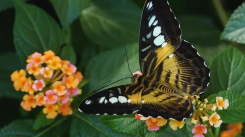 Close up of a clipper butterfly Stock Footage 309204884