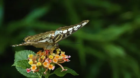 Close up of a clipper butterfly Stock Footage 309205139