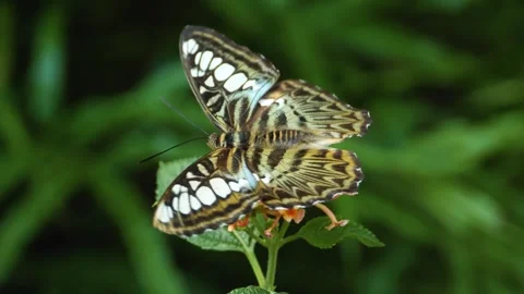 Close up of a clipper butterfly Stock Footage 309205179