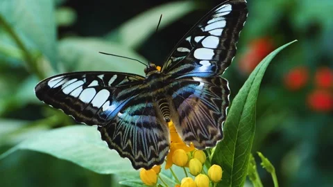 Close up of a clipper butterfly Stock Footage 309205431