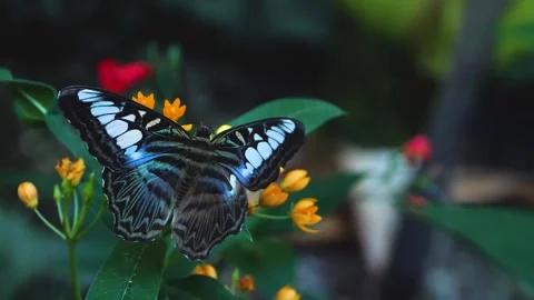Close up of a clipper butterfly Stock Footage 309205473