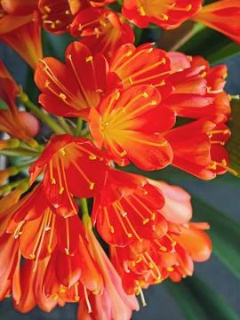 Close up Clivia miniata with large orange flowers Stock Photos