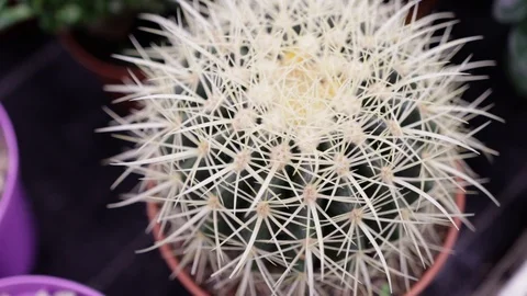 Close up of a close up of a big cactus with prickly thorns Stock Footage 121108456