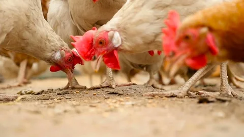 Close-up. Close-up Stock Footage 80279039