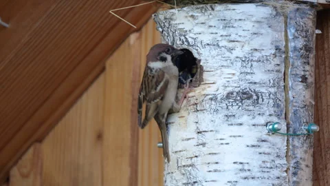 CLOSE UP: CLOSE UP: House sparrow feeding and taking care of two hungry chicks Stock Footage 338264924