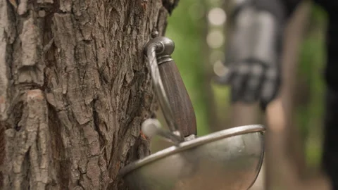 Close up close tree bark with flowing maple sap into metal bucket during Stock Footage 345089275
