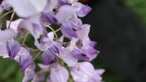 Close up close up of a wisteria in motion Stock Footage 272160521