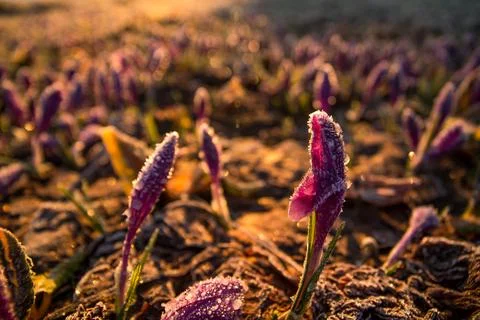 Close up closed crocus flowers covered with frost concept photo Stock Photos