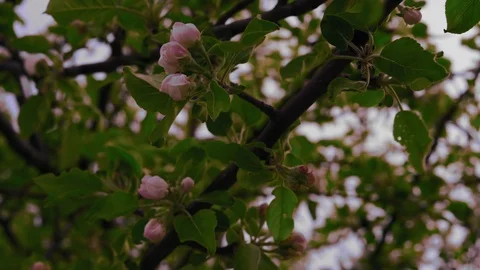 Close Closed Flower Buds Of Apple Tree Swinging In The Wind Stock Footage 114654612