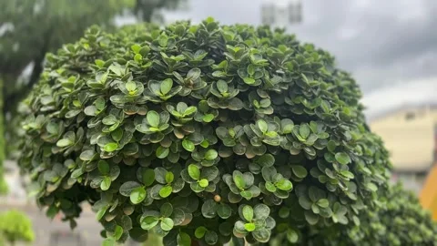 Close-up of cloud-shaped Ficus Annulata tree with dense leaves Stock Footage 313475763