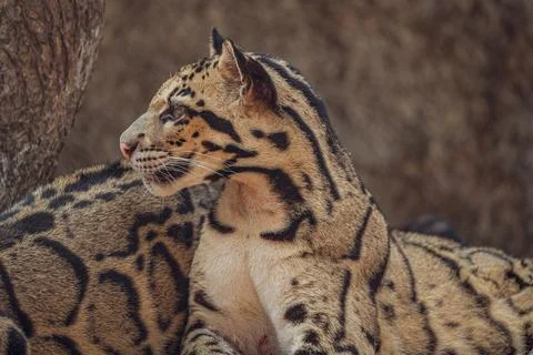 Close-up of a clouded leopard showcasing its stunning fur pattern Foto stock