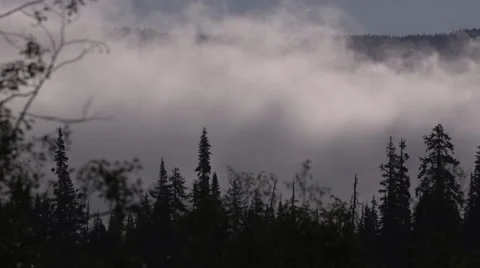 Close up clouds and tree tops Stock Footage 64330419