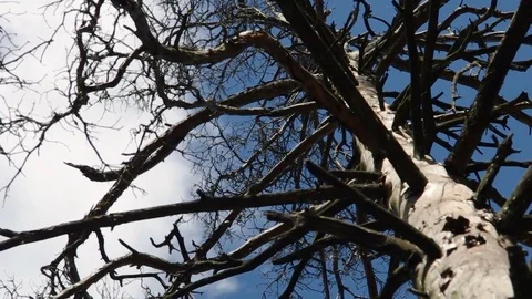 Close-up on a clouds covering dead pine with dynamic light Video stock 77128288