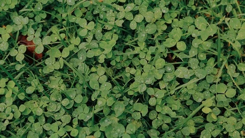 Close-up of clover after rain Видео 91187965