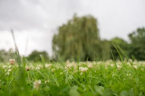 Close-up clover with blurred willow background Stock Photos