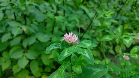Close up clover flower in the garden. Stock Footage 141839555