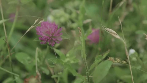 Close up of clover flower in the grass shaking with wind. Video stock 76890551