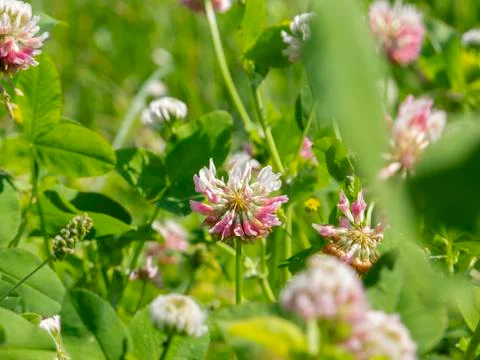 Close up on a clover flower Stock Photos