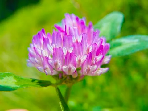 Close up on a clover flower Stock Photos
