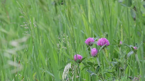 Close up clover Stock Footage 35652657