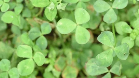 Close up of clover Stock Footage 76033466