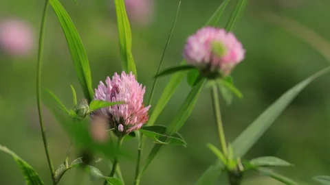Close-up of clover on green background Stock Footage 117102130