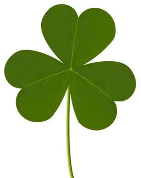 Close up of a clover Foto stock