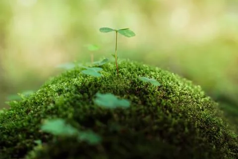 Close-up of clovers on green moss Stock Photos