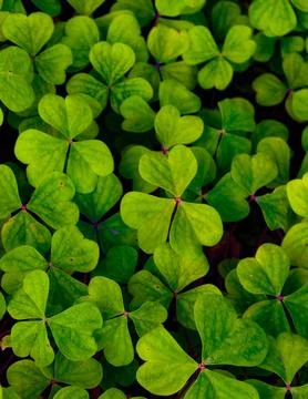 Close up of clovers Stock Photos