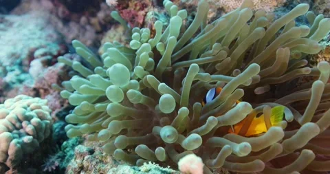 Close up Clown anemone fish lives in anemone at the bottom of the sea Stock Footage 309922897
