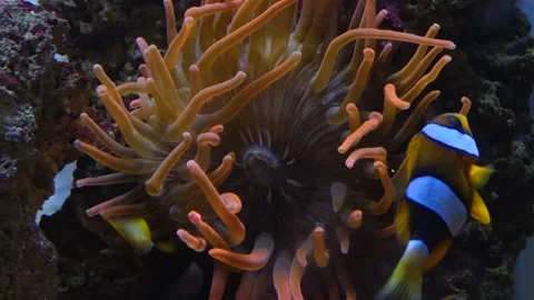 Close up of clown fish Stock Footage 135041577