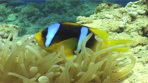 Close Up, Clown Fish Over The Reef, Red Sea Stock Footage 300070812