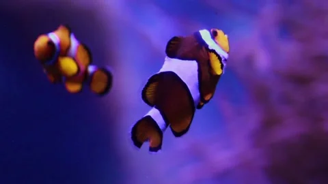A Close up of clown fish swiming in fish tank Video stock 155357343