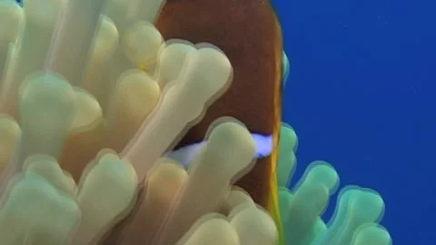 Close Up Of Clownfish, Red Sea Video stock 286313014