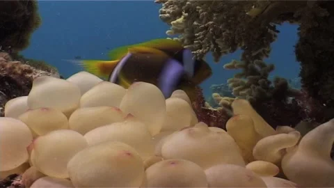 Close Up of Clownfish Swmming Over Bubble-tip anemone  Stock Footage 300060927