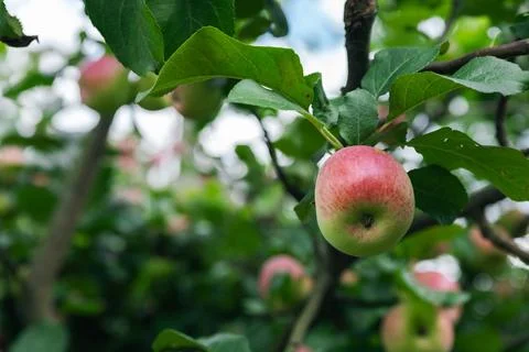 Close-up of a cluster of apples hanging from a tree branch. The apples are a  Stock Photos
