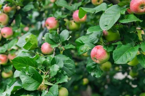 Close-up of a cluster of apples hanging from a tree branch. The apples are a  Stock Photos