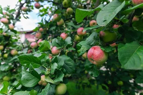 Close-up of a cluster of apples hanging from a tree branch. The apples are a  Stock Photos