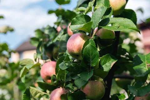 Close-up of a cluster of apples hanging from a tree branch. The apples are a  Stock Photos