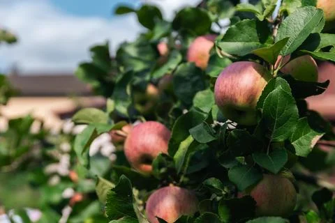 Close-up of a cluster of apples hanging from a tree branch. The apples are a  Stock Photos