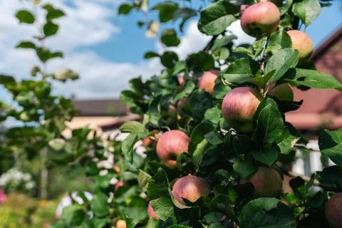 Close-up of a cluster of apples hanging from a tree branch. The apples are a  Stock Photos