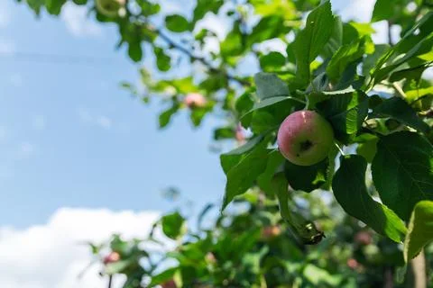 Close-up of a cluster of apples hanging from a tree branch. The apples are a  Stock Photos