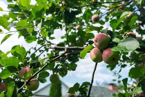 Close-up of a cluster of apples hanging from a tree branch. The apples are a  Stock Photos
