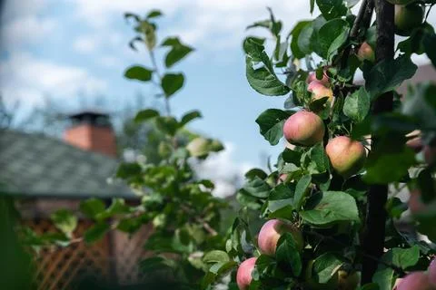 Close-up of a cluster of apples hanging from a tree branch. The apples are a  Stock Photos