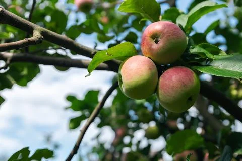 Close-up of a cluster of apples hanging from a tree branch. The apples are a  Stock Photos