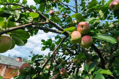 Close-up of a cluster of apples hanging from a tree branch. The apples are a  Stock Photos