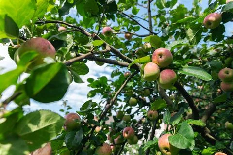 Close-up of a cluster of apples hanging from a tree branch. The apples are a  Stock Photos