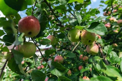 Close-up of a cluster of apples hanging from a tree branch. The apples are a  Stock Photos